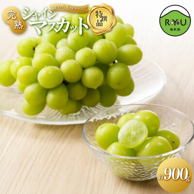 	通常の1.5倍サイズ!良味・大房!　完熟シャインマスカット(特撰品)900g