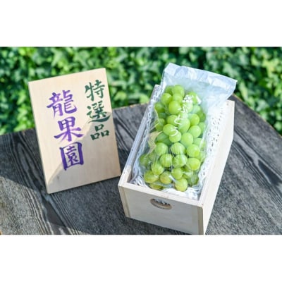 	通常の1.5倍サイズ!良味・大房!　完熟シャインマスカット(特撰品)900g