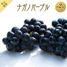 【先行予約】【数量限定】ナガノパープル 約2kg 〔2025年8月下旬より順次発送〕