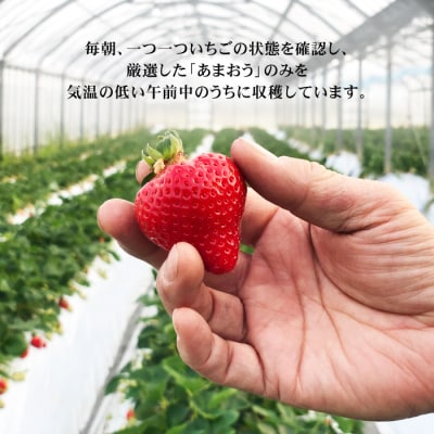 本格あまおう 300g×2パック いちご 苺 糸島市 / みのりのりん [ABD002]