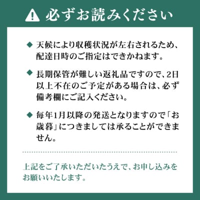 本格あまおう 300g×2パック いちご 苺 糸島市 / みのりのりん [ABD002]