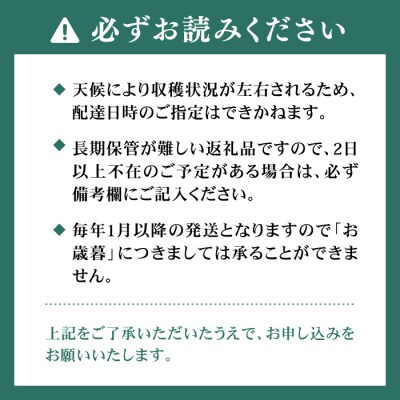 本格あまおう 300g×2パック いちご 苺 糸島市 / みのりのりん [ABD002]