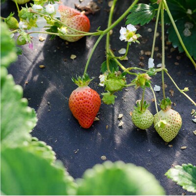 【2024年・年内発送】糸島の美味いあまおう(270g×2P)A品B品含む3L-5L[ATB021]