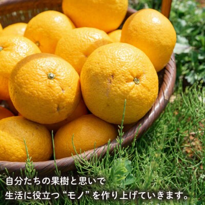 【全6回定期便】【植物 由来】万能 濃縮 甘夏 みかん 洗剤/ わかまつ農園 [AHB018]