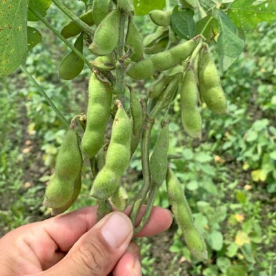 【糸島育ち】百笑 納豆 20パック 【百笑屋】 [ABF013]