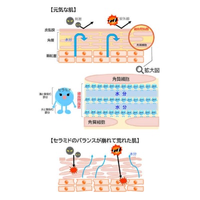 【年内発送】【大人女性の為のエイジングケア】化粧水/オイル美容液 2点セット [AHJ021]