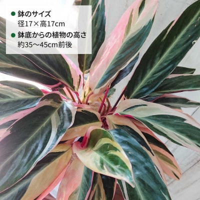 観葉植物 ストロマンテ・トリオスター [AWB019]