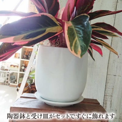 観葉植物 ストロマンテ・トリオスター [AWB019]