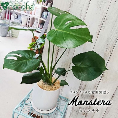 モンステラ cocoha [AWB018] 観葉植物 室内