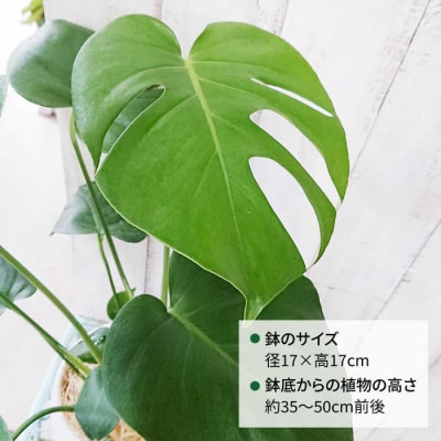 モンステラ cocoha [AWB018] 観葉植物 室内