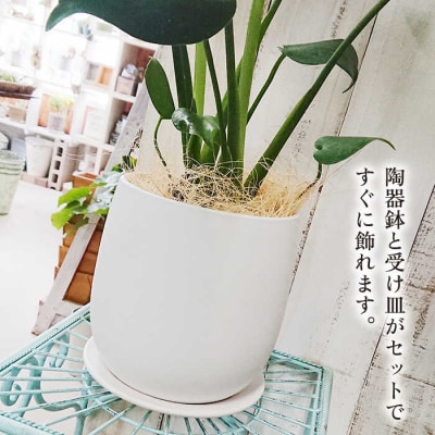 モンステラ cocoha [AWB018] 観葉植物 室内