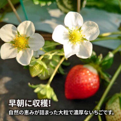 【農家直送 先行受付】糸島産 春あまおう 280g × 4(DXまたはGサイズ) [AML002]