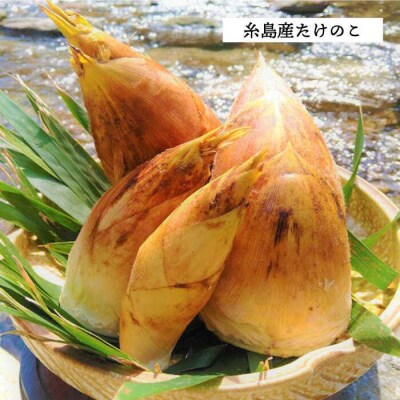 糸島峠の 筍 痺れる辛さが やみつき 筍 食品添加物無添加【糸島食品】[ABE012]