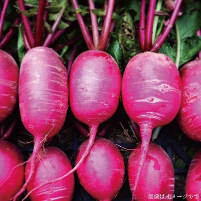 朝採れ!【 栽培 期間中、 農薬・化学肥料不使用 】 サラダ用 糸島 野菜セット [AGE002]
