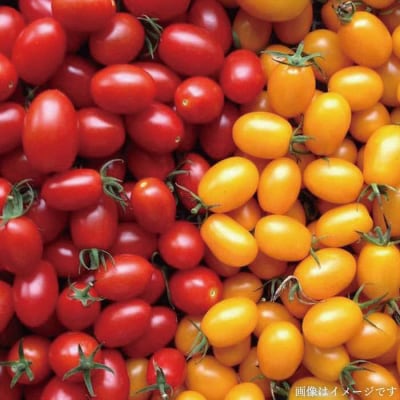 朝採れ!【 栽培 期間中、 農薬・化学肥料不使用 】 サラダ用 糸島 野菜セット [AGE002]