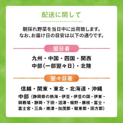朝採れ!【 栽培 期間中、 農薬・化学肥料不使用 】 サラダ用 糸島 野菜セット [AGE002]