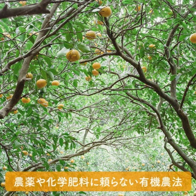 【先行受付】【有機栽培】甘夏 5kg 【2025年5月中旬ごろ順次発送】糸島市 [AHB050]
