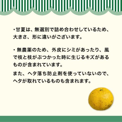 【全2回定期便】【 有機栽培 】 甘夏 10kg 栽培期間中農薬 不使用 糸島市[AHB051]