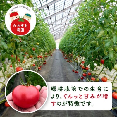 【先行受付】甘みたっぷり 岩塩トマト 約1.5kg 【2025年2月以降順次発送】[AHC060]