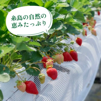 【2回定期便】【2026年1月より発送】糸島産あまおう 毎月600g(24-30粒)[AIK028]