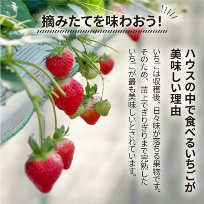 【志摩イチゴハウス】いちご狩りチケット(幼児1名様分)株式会社 糸島農園 [APM003]