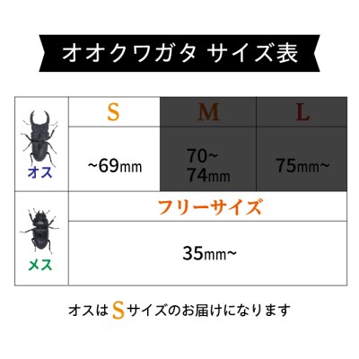 オオクワガタ ペア (Sサイズ)　糸島市/糸島クワガタの森 昆虫 ペット [AUN002]