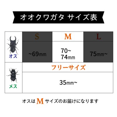 オオクワガタ ペア (Mサイズ)　糸島市/糸島クワガタの森 昆虫 ペット [AUN003]