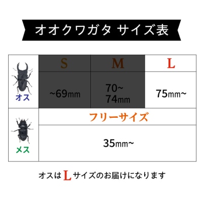 オオクワガタ ペア (Lサイズ)　糸島市/糸島クワガタの森 昆虫 ペット [AUN004]