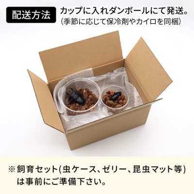 オオクワガタ ペア (Lサイズ)　糸島市/糸島クワガタの森 昆虫 ペット [AUN004]