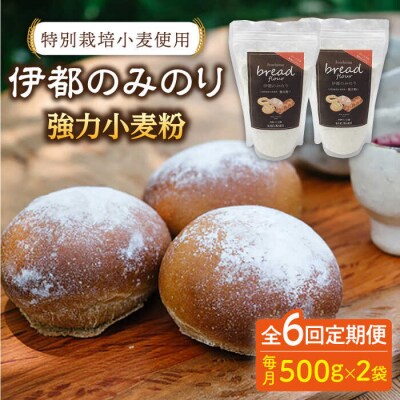 【全6回定期便】特別栽培小麦使用 伊都のみのり(500g×2袋)天然パン工房楽楽[AVC067]