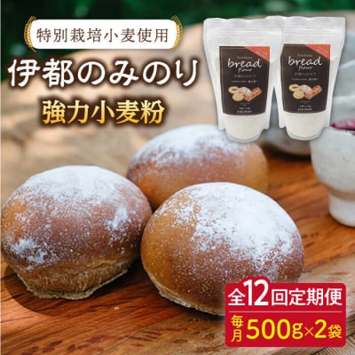 【全12回定期便】特別栽培小麦使用 伊都のみのり(500g×2袋) 天然パン工房楽楽[AVC068]