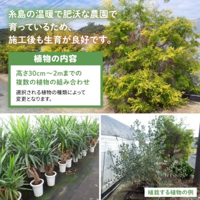 グリーンコーディネートチケット【施工込み】糸島市/サン・グリーン 園芸 植木 [AVN001]