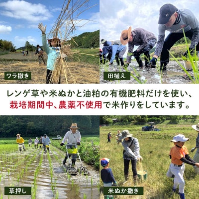 田縁米(でんえんまい)・天日(てんじつ)玄米 2kg 糸島市 [ATM002] 米 お米