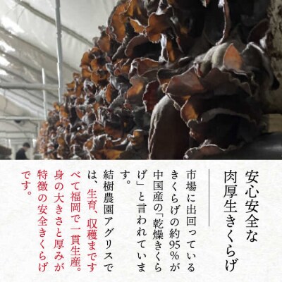 結樹農園 アグリス めんたい きくらげ 300g×5P 《糸島》【結樹農園アグリス】[AAJ003]