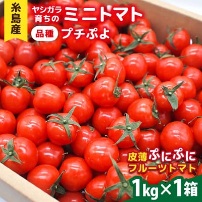 ミニトマト( プチぷよ )1kg×1箱  かわぞえ農園 ぷちぷよ トマト[AAM001]
