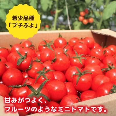 ミニトマト(プチぷよ)1kg×2箱 かわぞえ農園 ぷちぷよ トマト [AAM002]