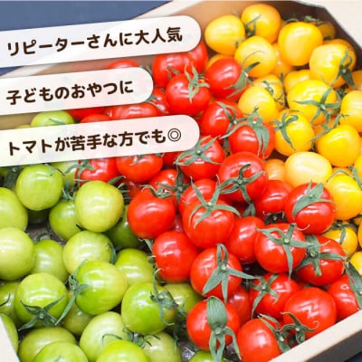 【カラフル】ミニトマト(プチぷよ)1kg×1箱 かわぞえ農園 ぷちぷよ トマト [AAM003]