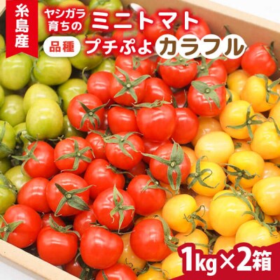 【カラフル】ミニトマト(プチぷよ)1kg×2箱 かわぞえ農園 ぷちぷよ トマト [AAM004]