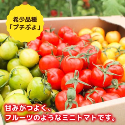 【カラフル】ミニトマト(プチぷよ)1kg×2箱 かわぞえ農園 ぷちぷよ トマト [AAM004]