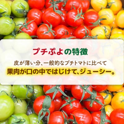 【カラフル】ミニトマト(プチぷよ)1kg×2箱 かわぞえ農園 ぷちぷよ トマト [AAM004]