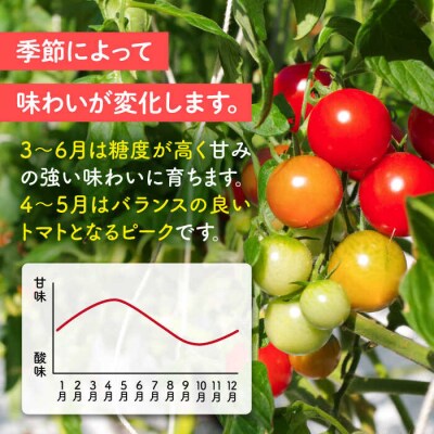 フルティカ 1kg 　糸島市 / かわぞえ農園 トマト 中玉トマト  [AAM005]