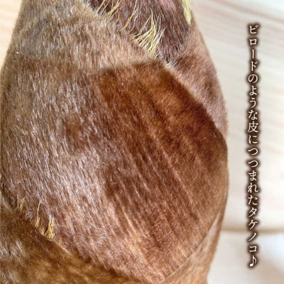 湯がきタケノコ1kg糸島王丸農園(谷口汰一)【いとしまごころ】[AAZ009]