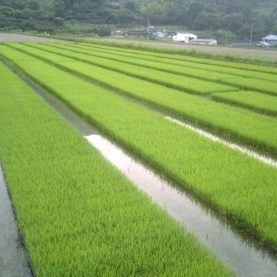 福吉産のお米 ・ 2品種 セット 糸島市 / 二丈赤米産直センター [ABB011]