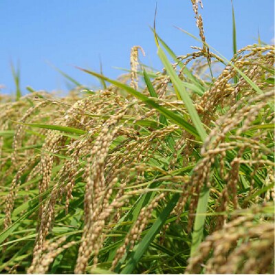 農薬 使わない 栽培!糸島産 夢つくし 5kg 玄米 分搗き 対応《糸島》[ABB025]