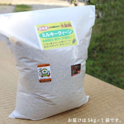 【 栽培期間中農薬不使用 】米旋風 ミルキークイーン 玄米 5kg[ABF006]