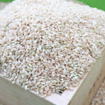 【 栽培期間中農薬不使用 】米旋風 ミルキークイーン 玄米 5kg[ABF006]