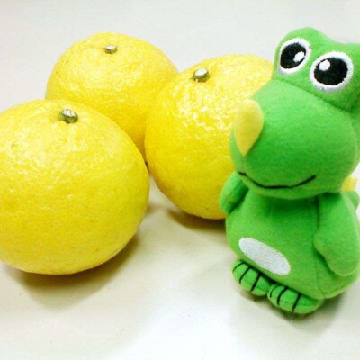 爽やかに甘い!糸島産「はるか」贈答用 約5kg[ABB001]