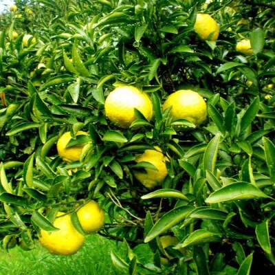 爽やかに甘い!糸島産「はるか」贈答用 約5kg[ABB001]