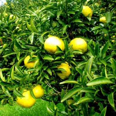 爽やかに甘い!糸島産「はるか」お試し用 約3kg[ABB003]