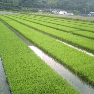 【年内発送】福吉産 山つきの米2kg3品種(ヒノヒカリ、夢つくし、ミルキークイーン)[ABB010]